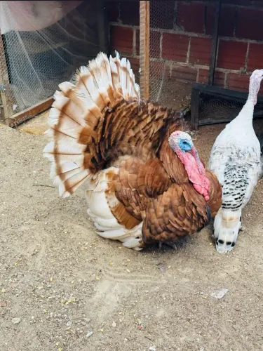 Vendo ovos e filhotes de peru com um mês de vida já vermifugado