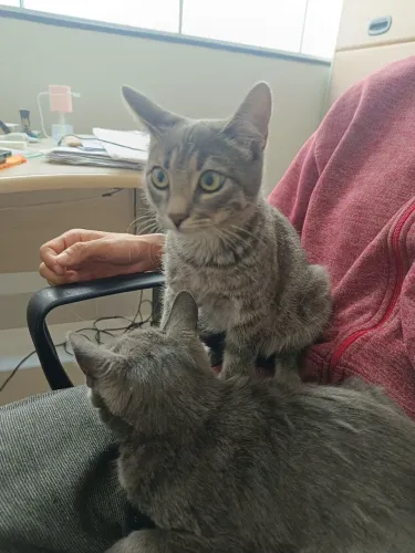 Doa-se uma gata oncinha  lindos espertos e a gata resgatei dana rua