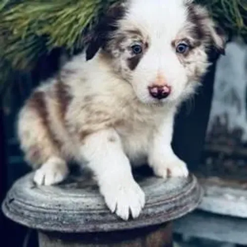 Border Collie,Border Collie Filhote Linda Linhagem Disponível