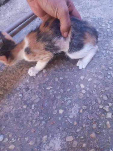 Doa se gato com 2 messes idade comem ração sao mestico vao ficar grandao