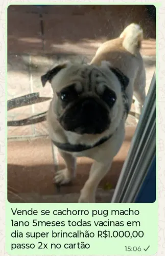 Pug 