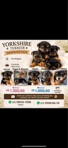 Filhote de yorkshire disponível