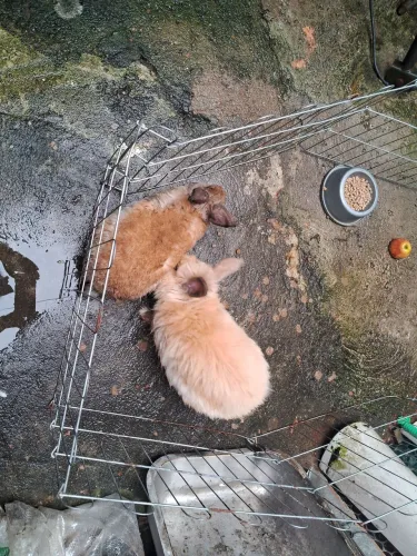 Vendo um  casal coelho adulto 