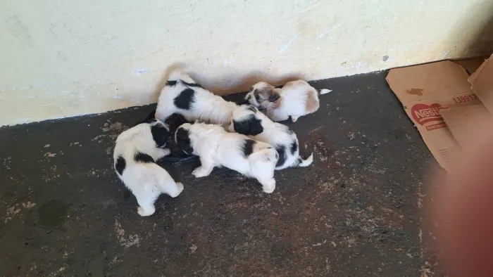 Shih-tzu Disponível