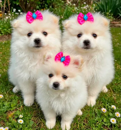 Lulu da pomerânia micro fêmeas