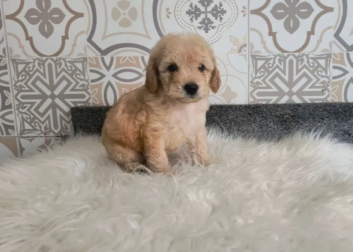 Lindo filhote de Poodle Toy macho 