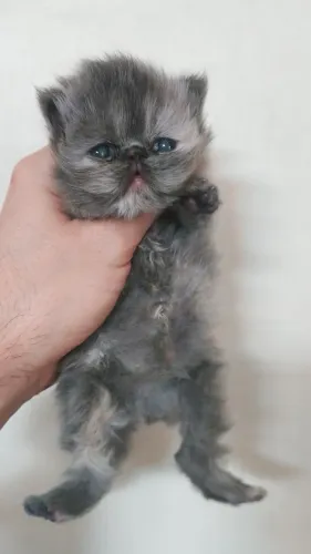 Persa TopShow - Fêmea - Cor Blue Tortie
