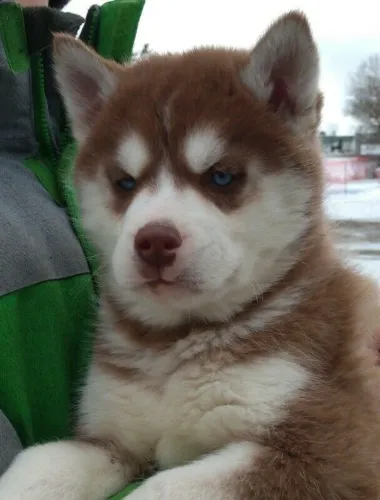 Husky siberiano lindo filhote