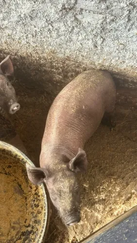 Leitoas