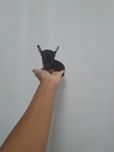 O menor do mundo ,pinscher 0
