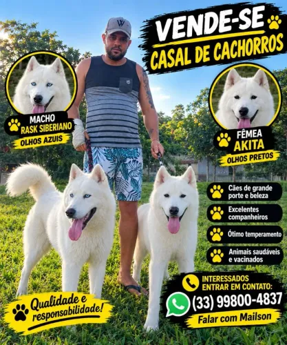Casal de Akita 