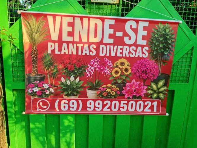 Vendo Plantas diversas