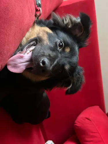 Doando Cachorro Filhote