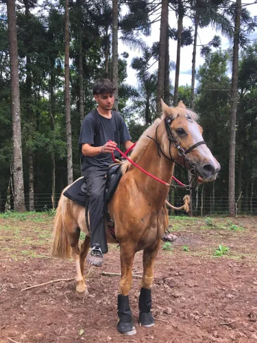 Cavalo crioulo