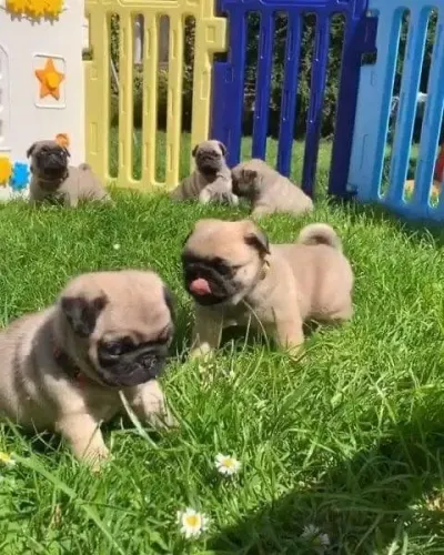 Pug Tenho Um Mês De Julho Divertido