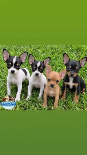 Pinscher zero fêmeas
