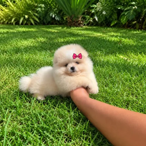 Lulu da Pomerânia Os Verdadeiros Ursinhos Anões Legítimos 