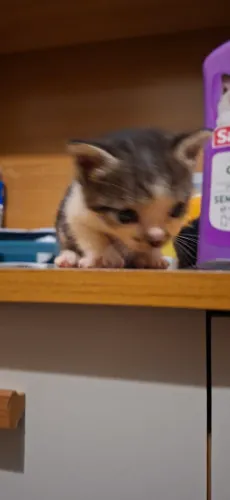 Doação de gato filhote