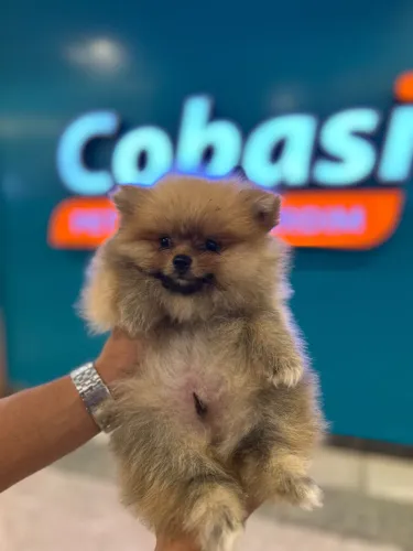 FILHOTE MACHO LULU DA POMERÂNIA ANÃO