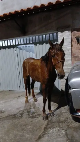 Cavalo Castrado MM Sem registro