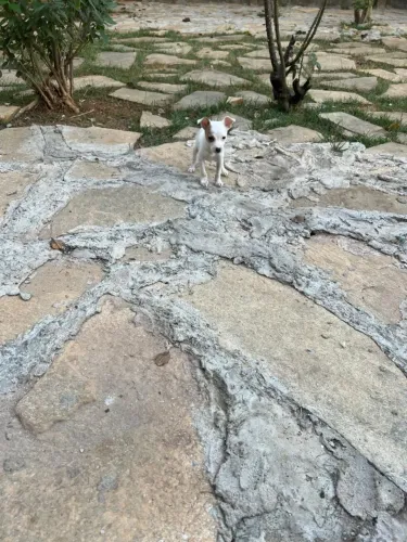 Pinscher macho