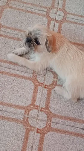 Fêmea Pug com Shitzu 
