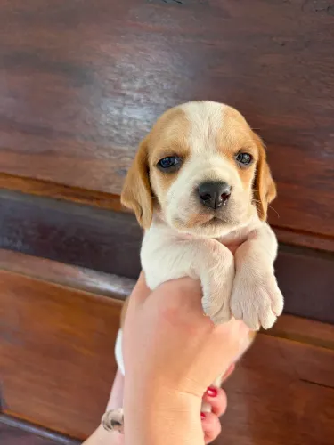 Filhote de Beagle 