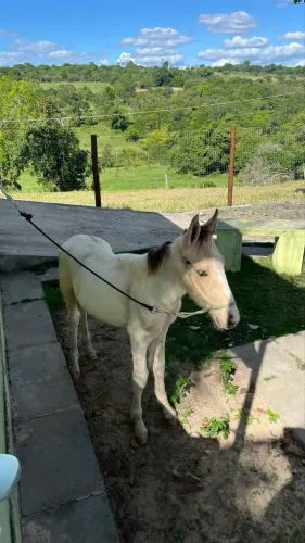 Potro bom e bem tratado!