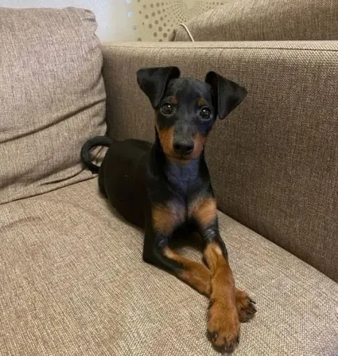 Filhotes De Pinscher - A Felicidade De Quatro Patas Que Faltava Sm Sua Vida