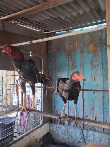 Galo índio galinha