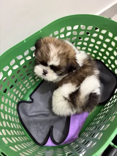 Shih Tzu Pequeno no tamanho, gigante no charme irresistível
