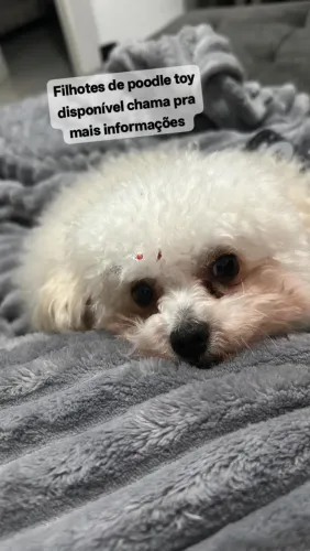 Filhotes poodle 
