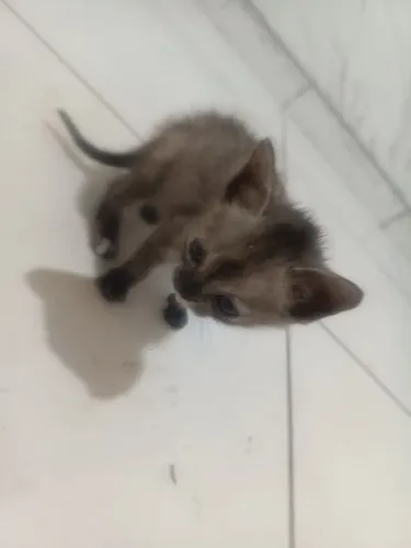 Gatinhas pra doação