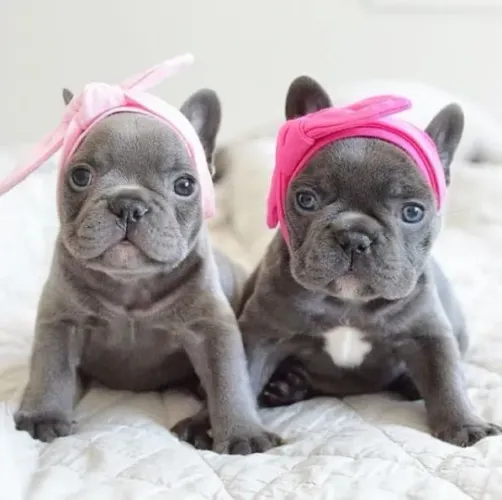 Bulldogue Francês - Especial Para Seu Coração
