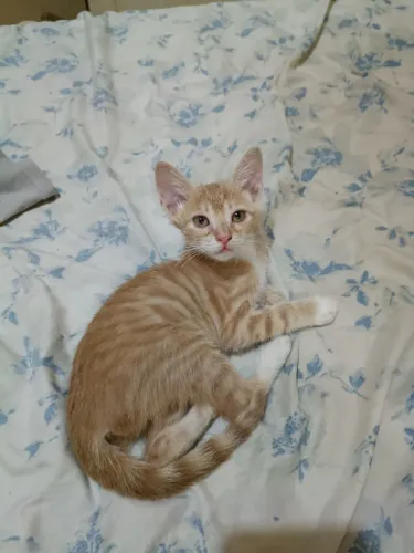 Gato para doação 