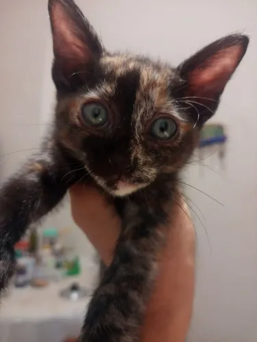 Gatinhas p doação responsável ! 