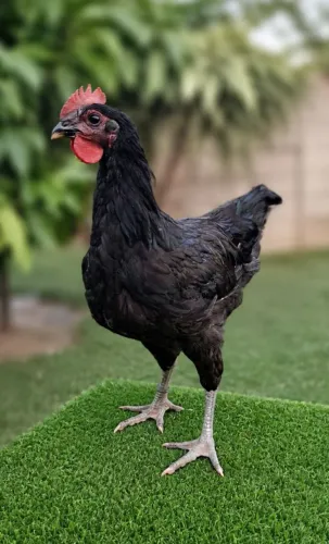Gigante negro de Jersey 