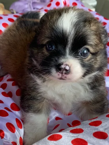 Chihuahua 