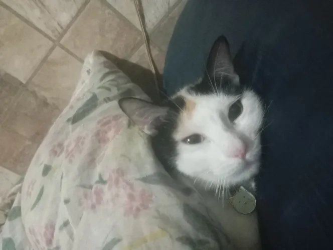 Doação de Gatos