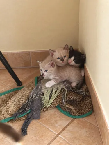 Doações de gatos