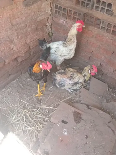 Galos caupiras
