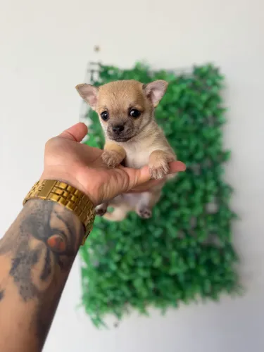 Chihuahua macho pelo curto pedigree opcional