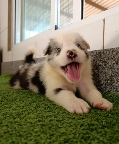 Lindos Border Collie