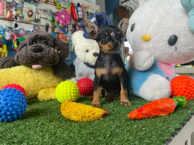 Pinscher fêmea na cor preta e canela miniatura $2.200,00