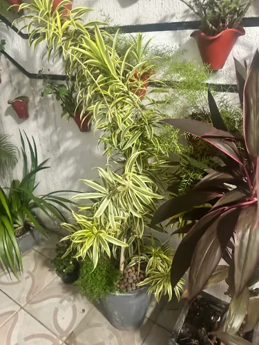 Plantas Diversas em Oferta