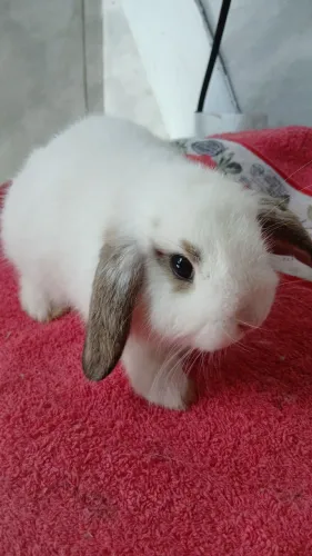 Coelhinho lop Uruguai