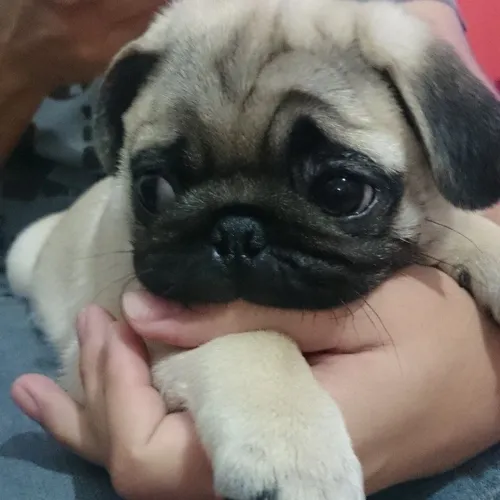 Pug Um Filhote Que Transforma Silêncio Em Alegria 