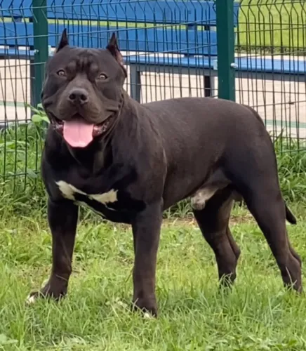 Filhotes de Pit Monster Brazilian Bull com Pedigree