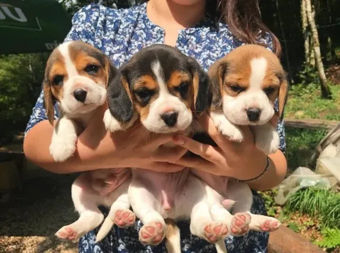 Beagle 13 Polegadas Alegria que te espera na porta