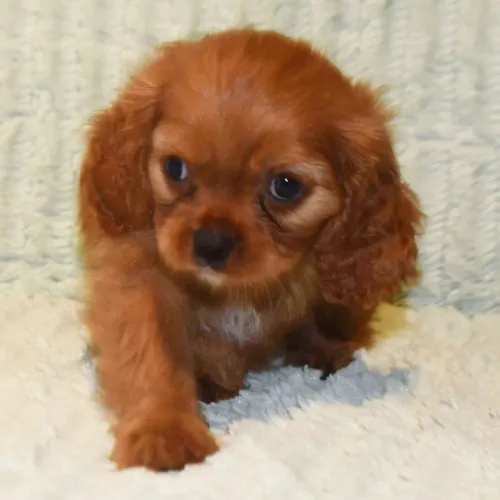 Cavalier King Charles Spaniel- Amor a primeira vista 